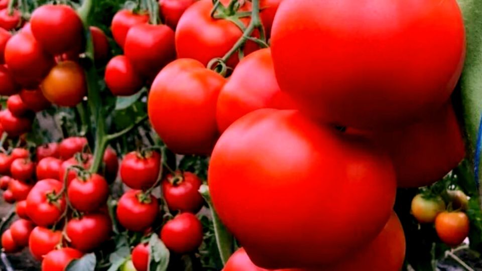 ������� ������������ ���������� ������ ���������