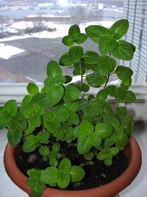 ��� ��������� ���� �� �����������: ������� ��������� �����������