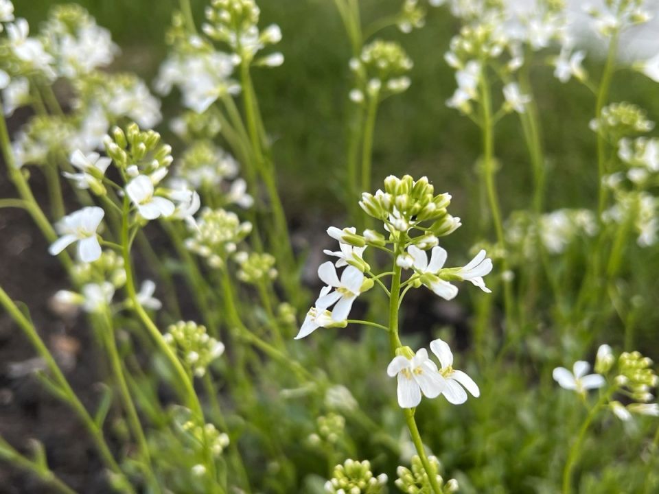 ������ � ����������� ������ ��� ����� ����: ��� ����� ����� � �����������