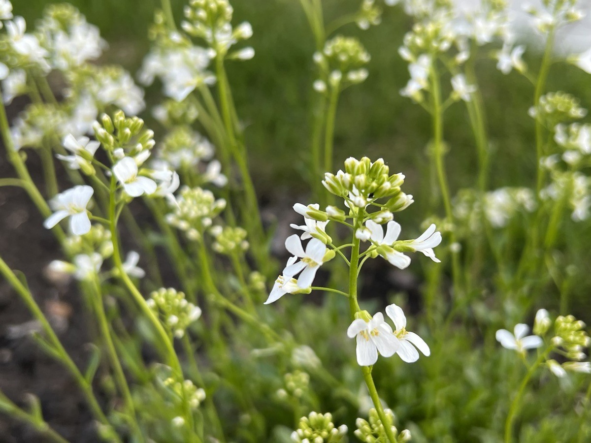 Арабис — многолетний цветок для сухих мест: что нужно знать о выращивании