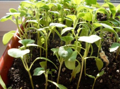 ������, ������� ����� �������� ���� �������