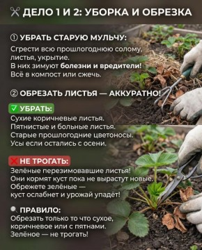 Клубника после зимы: что нужно знать