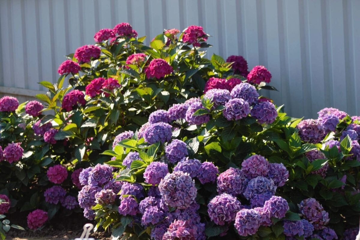 Как добиться великолепного цветения крупнолистных гортензий? Обрезка — ваш ключевое решение