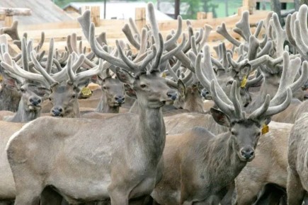 ��������� ���������: � ������������ ��� ��������������� ��������� ���������� ����� ����� ������ ������ �� ��������� ��������