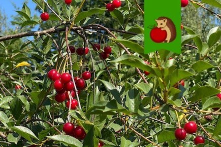 ������ ������ ��� �����: ����� �������� ����� ������� ��������