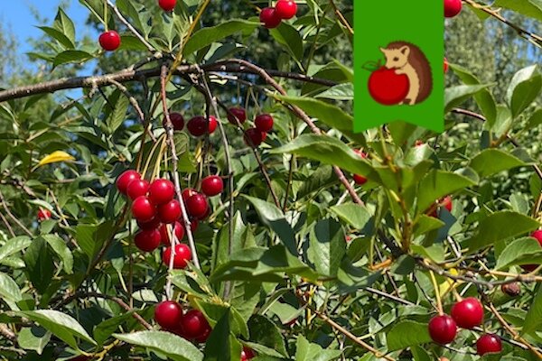 Плохие соседи для вишни: какие растения лучше держать подальше