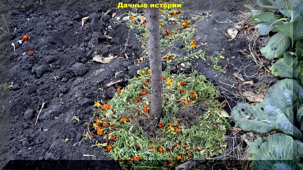 Новые подходы к дачному делу: советы для современных садоводов