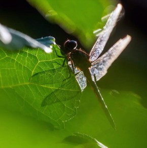 Как стрекозы могут избавить вас от комаров на даче