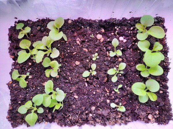 ������ ������ �� ����������: �������� �������