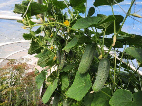 ��� �������� ������ �������: ������ �� ����� � ����� ����