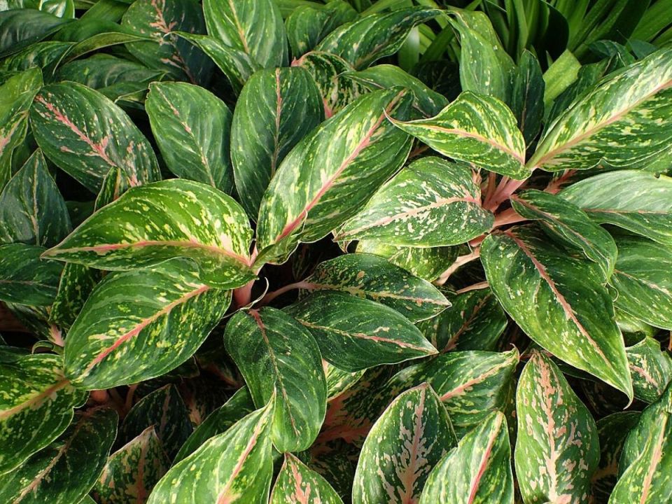 ���������: ����������� ������� ��� ������ ����