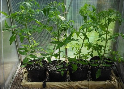 ������ � �������, ��� � �������������: ������� �������� �������