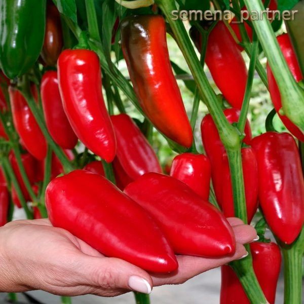 ����� �����: ������� ������ ��� ������ �����