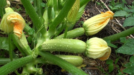 Причины пустоцветов и гниющих завязей на кабачках