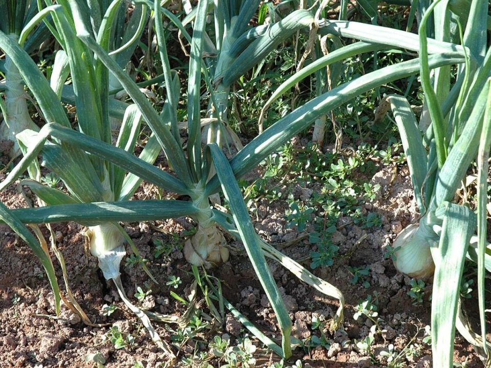 ��� ������: �� ����� �� �������������