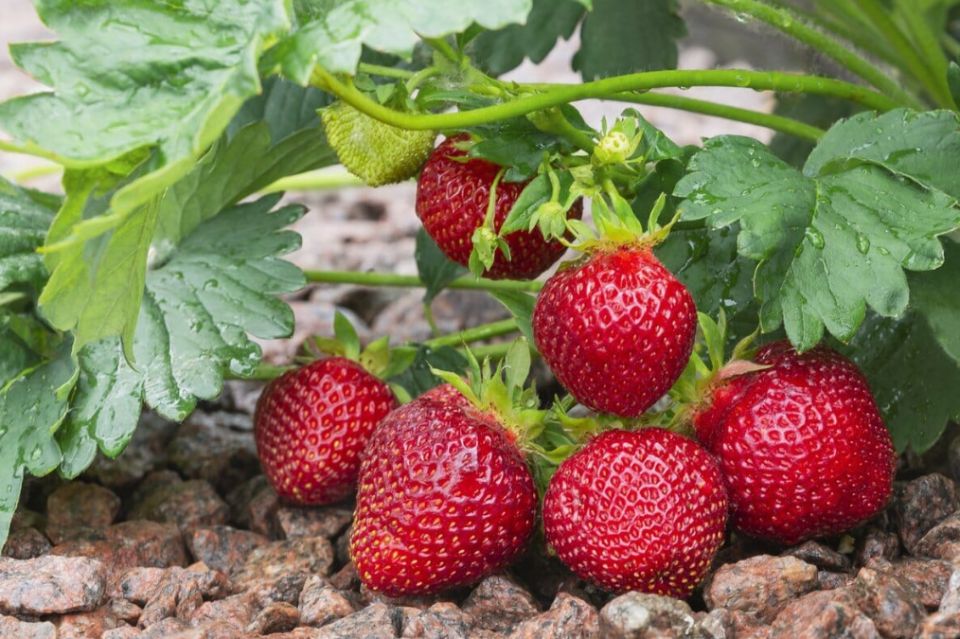 ����������� ��������: ���� � �������� ������