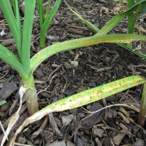 Секреты успешного урожая: как правильно удобрять лук и чеснок