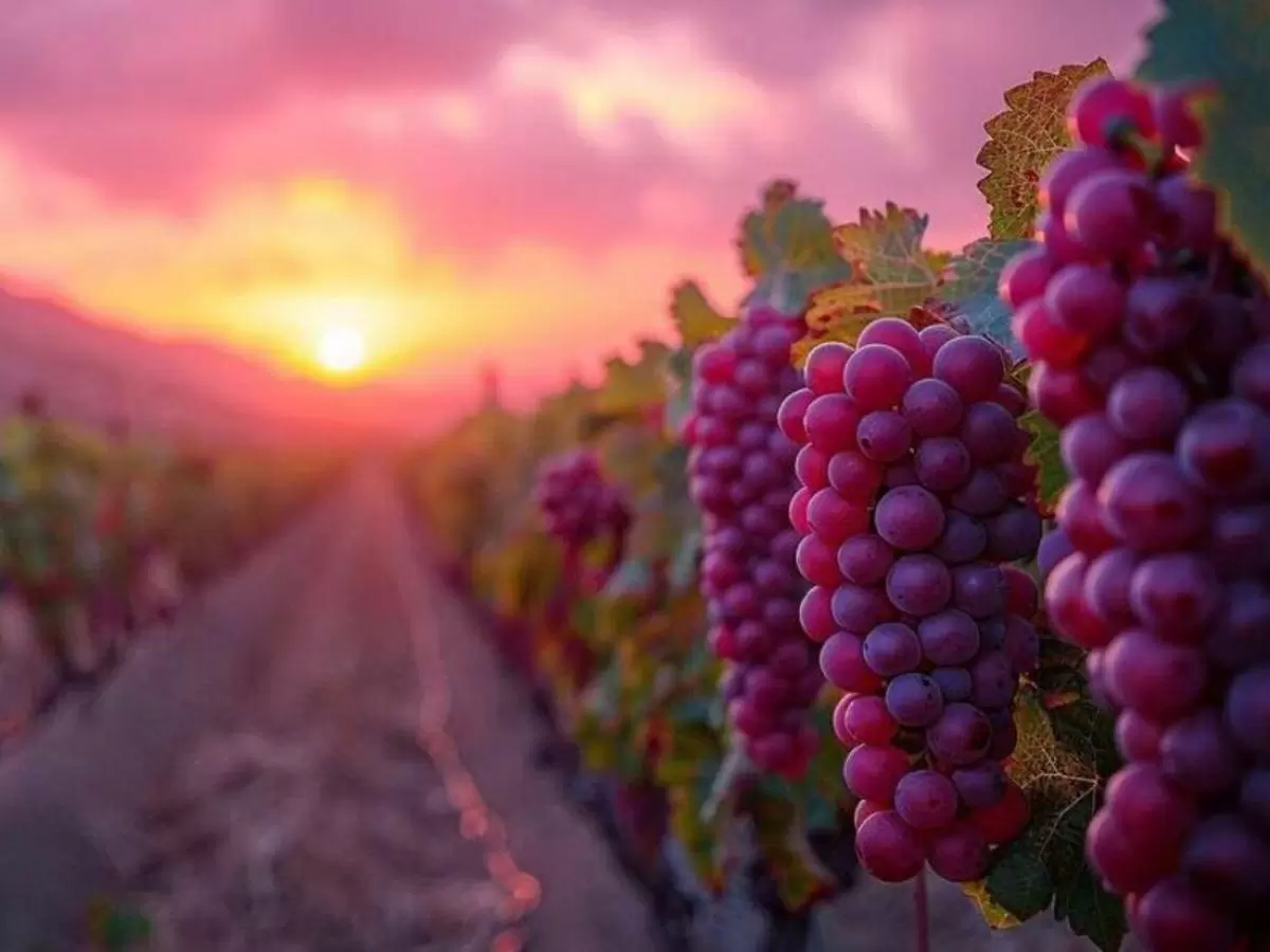 Бароло: виноградники, которые бьют рекорды по стоимости