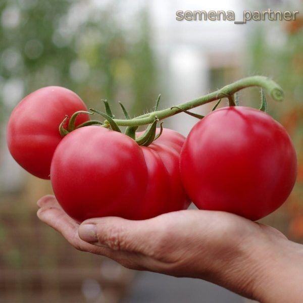 ����� '���� ����': ��������� ����� ��� �������� � �������� ����������