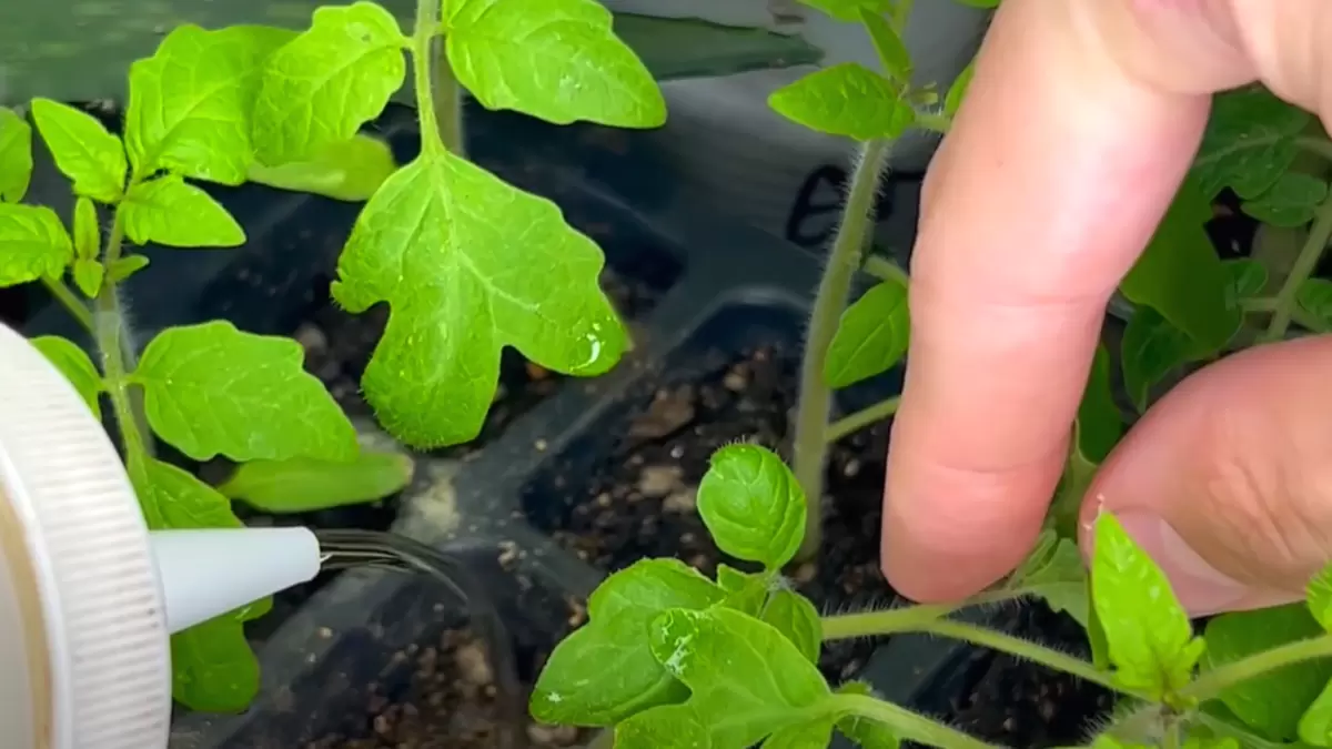 Секретный ингредиент для вашей рассады