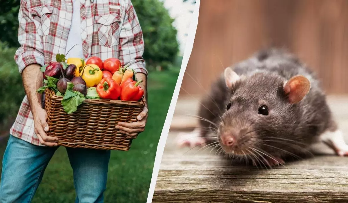 Как растения могут защитить ваш участок от крыс