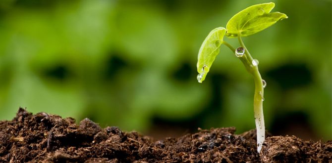 ��� ���������� ���� ����� � ��������� ��������: ������� � ������