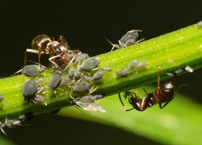 Эффективные методы борьбы с муравьями на вашем огороде