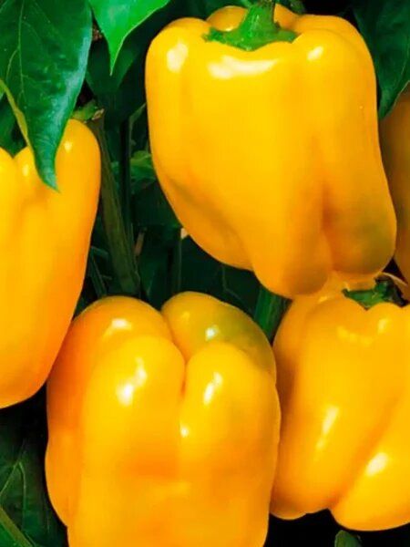 ����� ������: ������ ���� � ������ � �������� �������