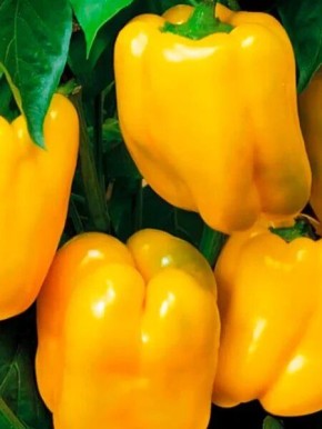 Перец Богдан: ранний сорт с яркими и крупными плодами