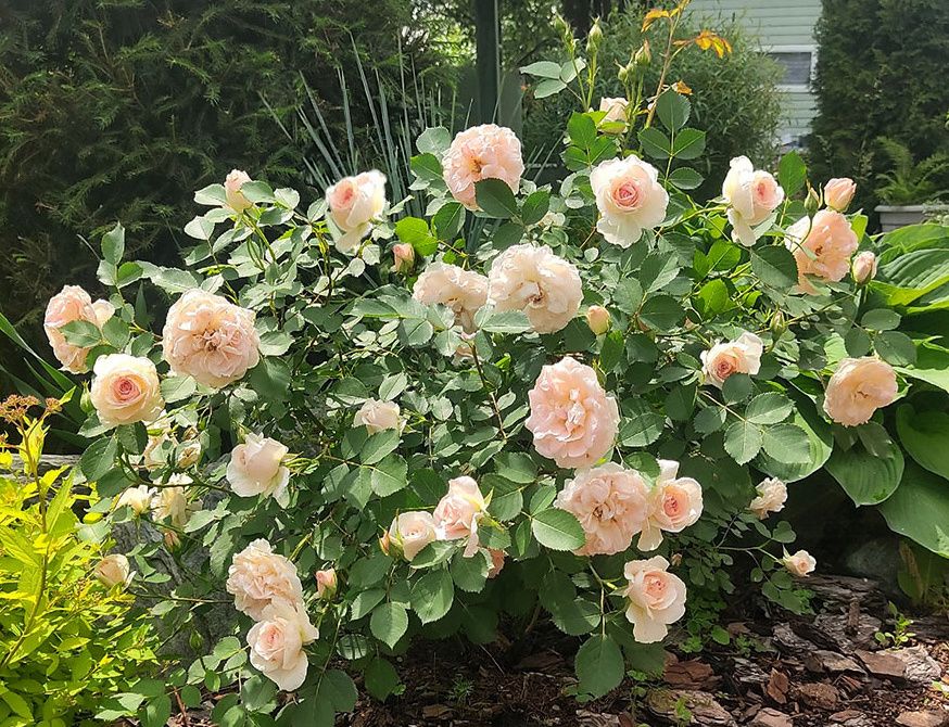 �������� ��������� ����������� � ����������� ��������� ��������