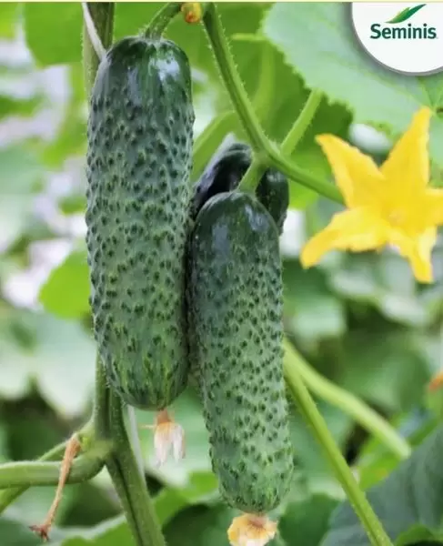Огурец СВ 4097 ЦВ: идеальный выбор для летних салатов
