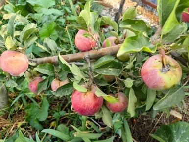 Как эффективно защитить сад от плодоводельной напасти: советы и методы