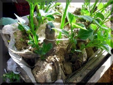 ������� ������ ��� ���������� ��������