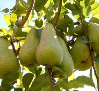 Груши в вашем саду: секреты долгожительства и обильного урожая