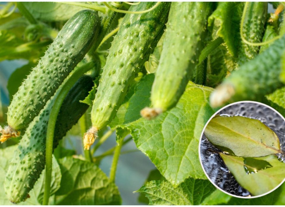 ��� �������� ���� � ������ ���� ����� �������������� ��� ��������� ������