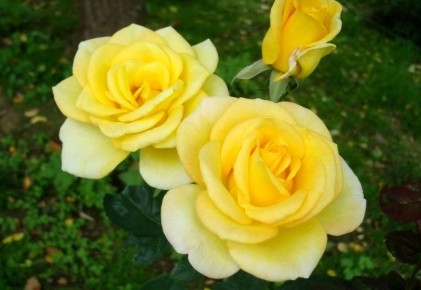 ��������� �������: ������� ��������� ����������� ��� ��� ������������