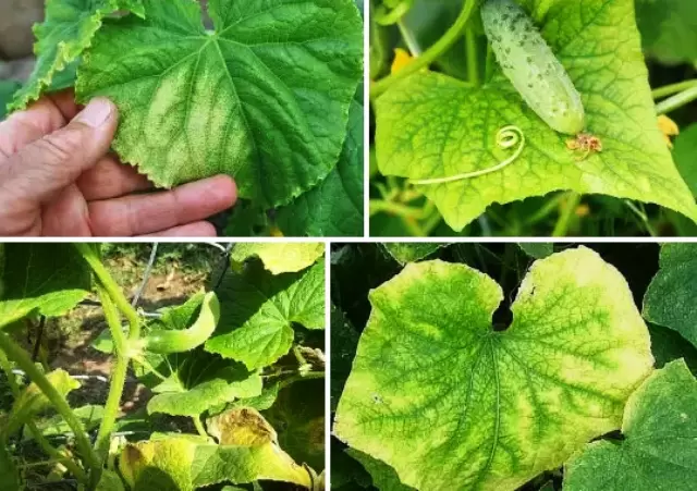 Почему листья огурцов в теплице желтеют и сохнут