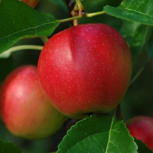 ������ ������ ����: ������� �����, ������� ������� ��� ���