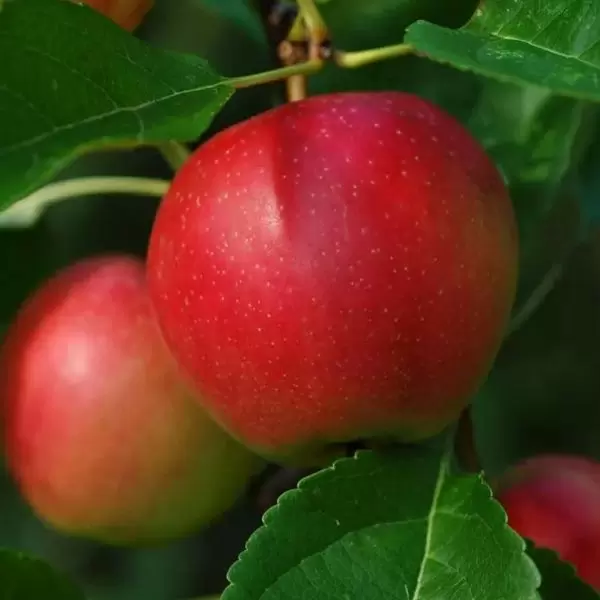 Яблоня Сласть Алая: сладкие плоды, которые украсит ваш сад