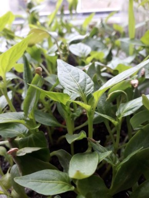 ��� ����������, ���� �� ������� ����� �������?