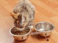 Почему чистота миски вашей кошки так важна для здоровья