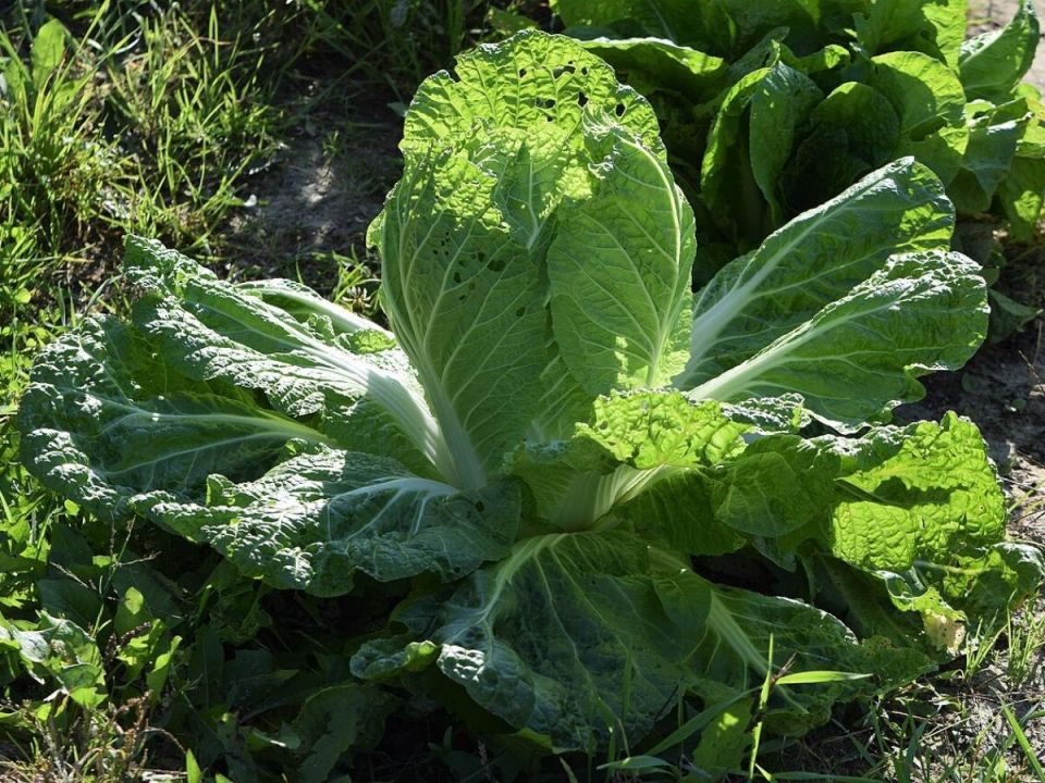 ��� �������� ������ ������ �������: ������ ��� ���������