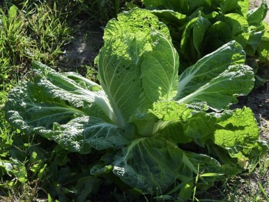 Как избежать потерь урожая капусты: советы для садоводов