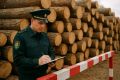 Алтайская таможня пресекла контрабанду леса на 700+ тыс