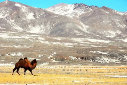 Александр Прокопьев: Сегодня начинается очередной этап поддержки наших аграриев — стартует приём заявок на республиканские субсидии