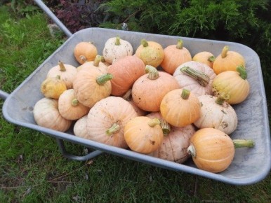 Почему меньше не всегда значит лучше в органическом земледелии?