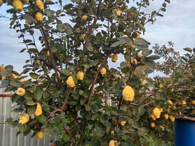 ��� ��������� ������������� ��������� ������ ��� ��������� ����