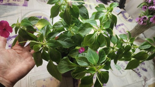 ���������: ����� ������� �����, ������� ����� dazz���� ���� �����