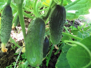 ��� ��������� ������� ������: �������� ������ ��� ����������