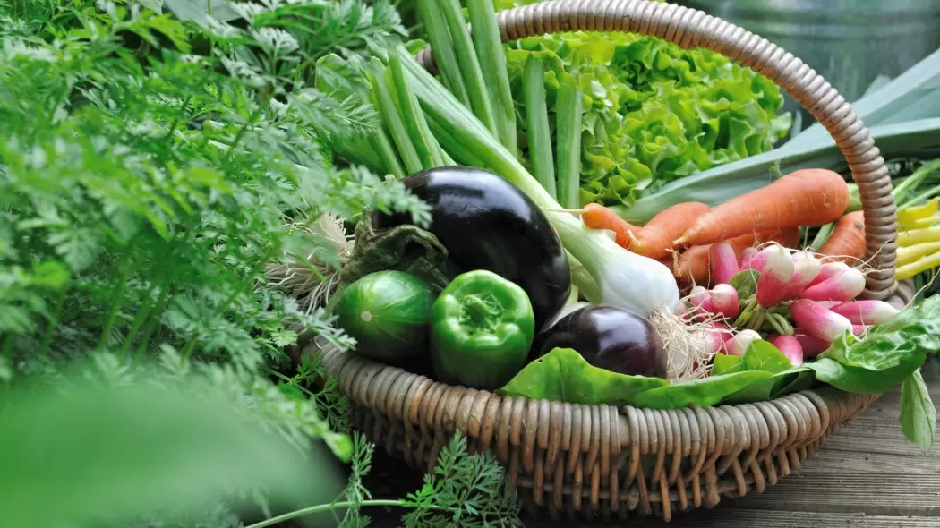 Как легко вырастить собственные овощи: секреты для начинающих садоводов